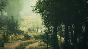 un sereno bosque ruta rodeado por lozano verde arboles foto