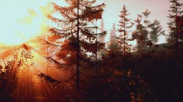 Sunlight streaming through the trees in a lush forest photo