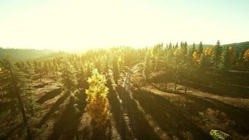 passing through a beautiful forest at sunset photo