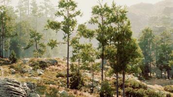 un denso bosque con imponente arboles y escabroso rocas foto