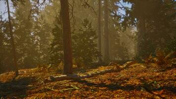 Sunlight entering autumn coniferous forest on a misty morning photo