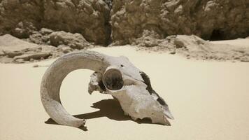 An animal skull on a beach with a rock in the background photo