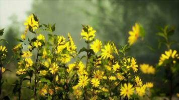 un vibrante campo de amarillo flores foto