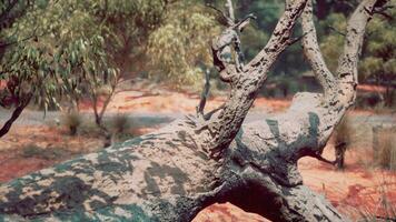 Trees and stones in Australian desert photo