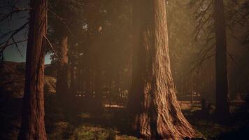 A dense and majestic forest with towering trees reaching for the sky photo