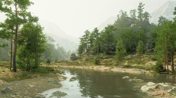 A serene river flowing through a vibrant green forest photo