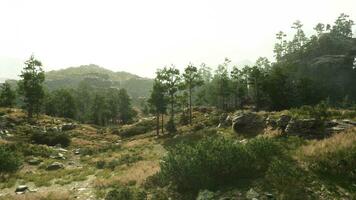 un sereno natural paisaje con arboles y rocas en un herboso campo foto