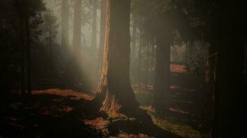 A dense forest with towering trees photo