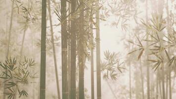 A serene bamboo grove enveloped in a mystical foggy ambiance photo