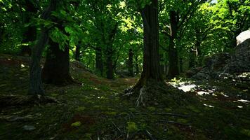 un denso y vibrante bosque con un multitud de majestuoso arboles foto