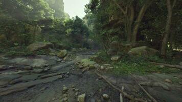 A small stream running through a lush green forest photo