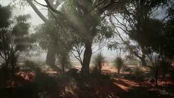 Sunlight streaming through foggy trees photo