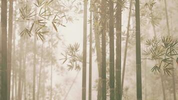 A serene bamboo grove enveloped in a mysterious fog photo