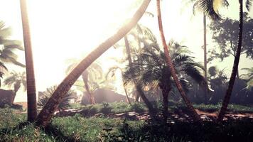 The sun shines through palm trees in a tropical setting photo