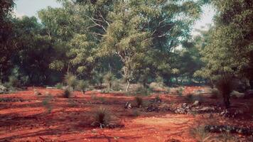 A serene landscape with trees in a rustic field photo