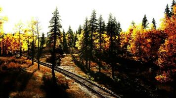 oxidado tren pistas devanado mediante un arboleda de árboles de hoja perenne a puesta del sol foto