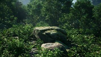 un rock en el medio de un lozano verde bosque foto