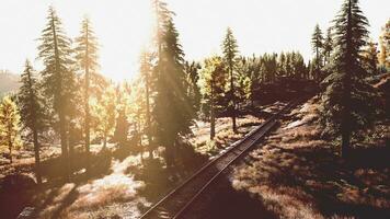 passing through a beautiful forest at sunset photo