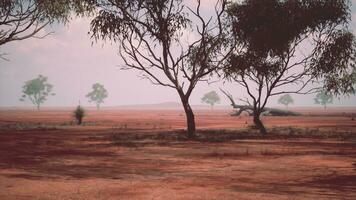 A serene landscape with trees in a vast open field photo