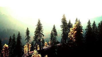 A dense forest with towering trees photo