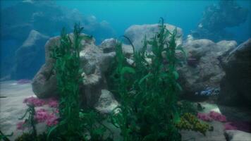 Shallow ocean floor with coral reef and fish photo