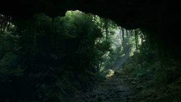A mysterious and atmospheric tunnel in New Zealand photo