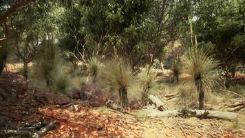 Trees and stones in Australian desert photo