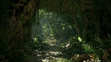 un sereno bosque camino en nuevo Zelanda foto