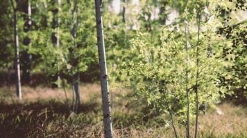 Sunset or dawn in a spring birch forest with bright young foliage photo