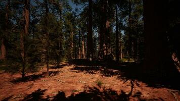 Sequoia grove illuminated by the last light of day photo