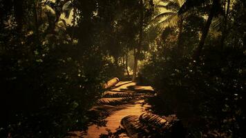 Traversing a mist-covered pathway in the midst of the forest photo