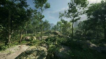 A screenshot of a forest with rocks and trees photo