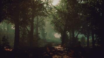 A serene forest path surrounded by tall trees photo