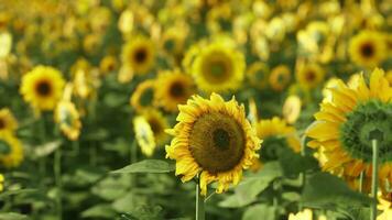 un vibrante campo de amarillo girasoles en lleno floración foto