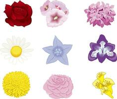 SET OF DIFFERENT FLOWERS ISOLATED IN VARIOUS COLORS vector