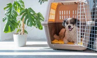 cute dog lying in pet bed in cozy light living room interior photo