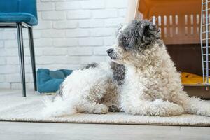 cute dog lying in pet bed in cozy light living room interior photo