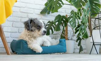 cute dog lying in pet bed in cozy light living room interior photo