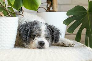 cute dog lying on rug, hiding between home plants in cozy light living room interior photo