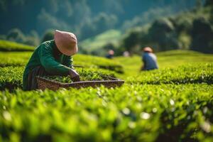 Farmers collecting tea at tea plantation. AI Generated photo