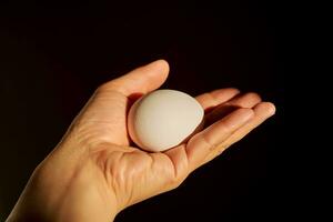 blanco pollo huevo en un mujer mano. foto