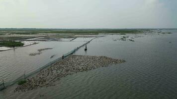 een kudde van eenden zwemmen samen, antenne visie van eenden zwemmen samen, Mens schijven weg een peddelen van eenden van de rivier, de groep van eenden zijn jong puber wilde eenden peddelen in de water video