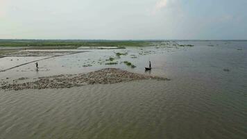 Mens schijven weg een peddelen van eenden van de rivier, de groep van eenden zijn jong puber wilde eenden peddelen in de water, een kudde van eenden zwemmen samen, antenne visie van eenden zwemmen samen video