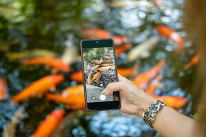 A woman's hand is holding a phone and taking pictures of koi fish swimming in a fish pond. photo