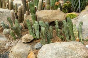 cactus jardín varios tipos de hermosa cactus exótico cactus recopilación. foto