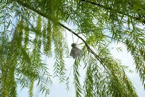 japonés lluvia repelente muñeca o teru teru bozu colgando en un rama en el jardín. foto