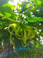 cananga flores floreciente en el árbol foto