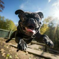 AI generated A flying black giant pug photo