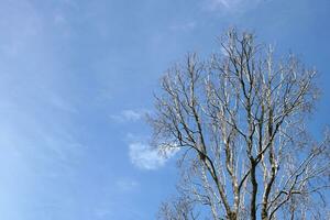 world saving concept dead tree sky background photo