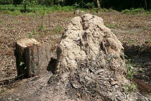 Termites nest next to trees. photo